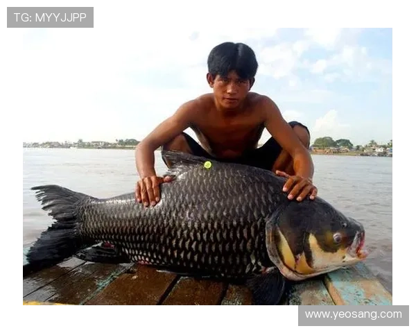 深入了解ag捕鱼大师的稀有鱼种及捕获技巧详解
